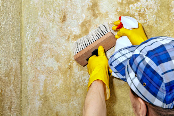 Mold Remediation for Vacation Homes in Valley City, ND